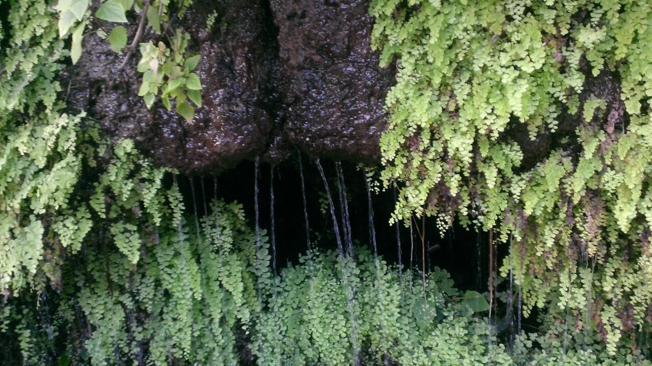 Ferns in rocks Ferns in rocks