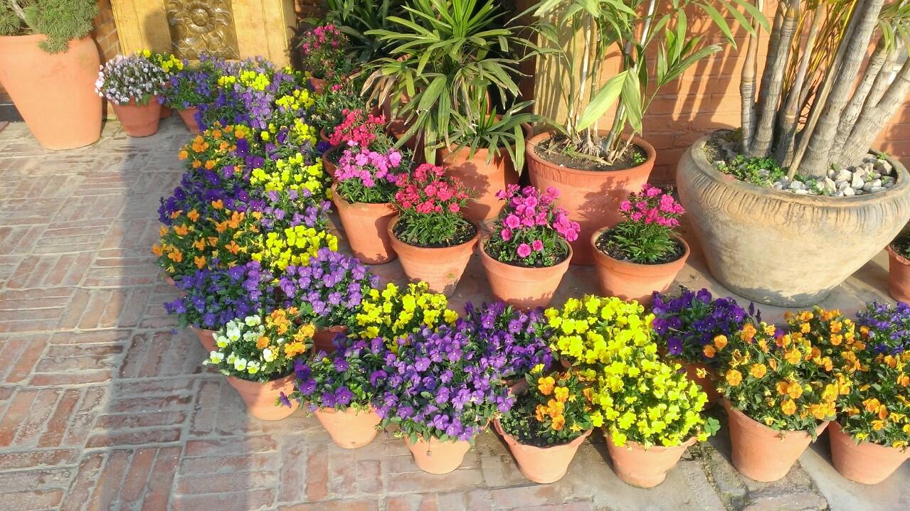 Flower Pots Flower Pots