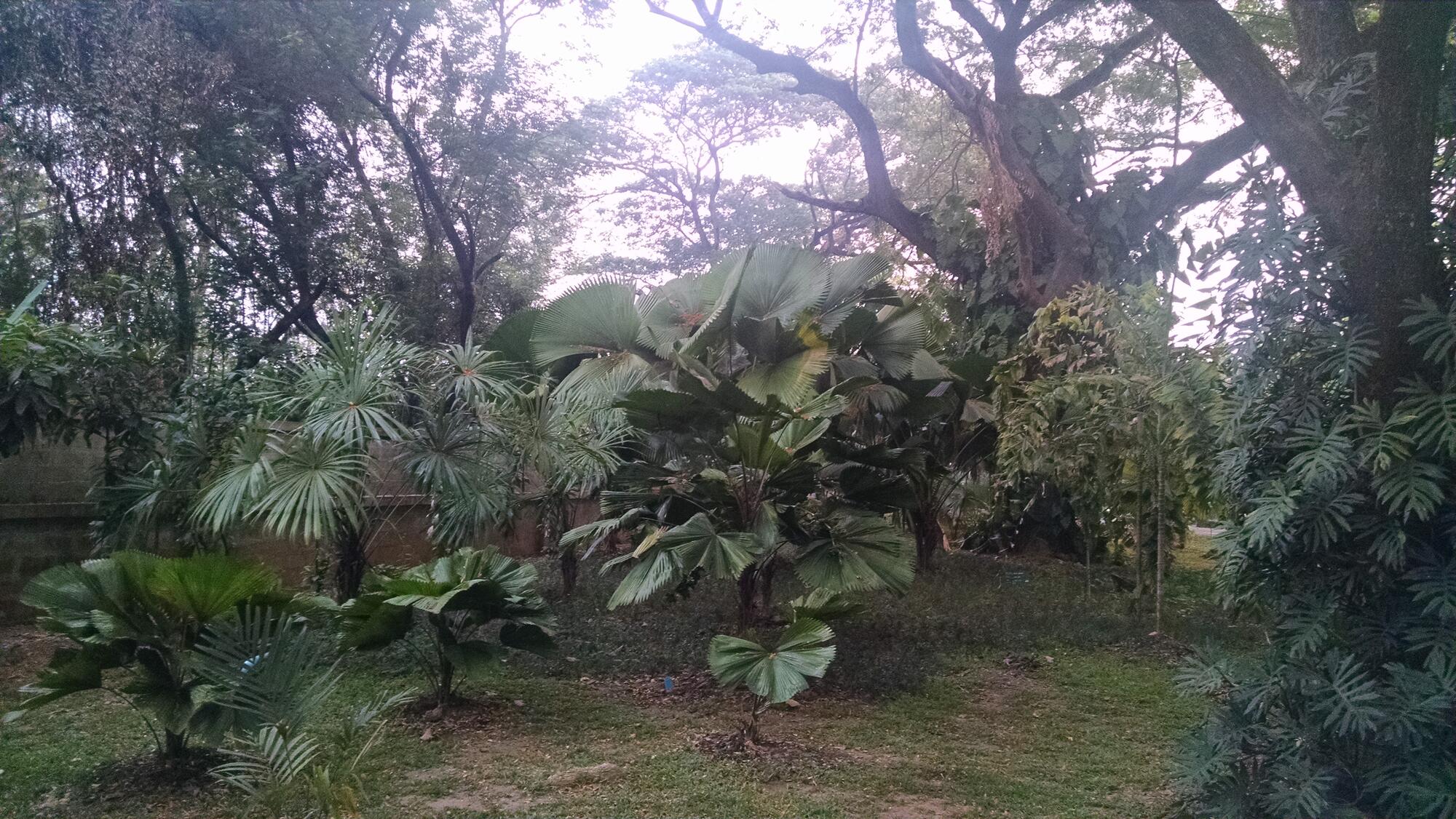 Foliage Foliage