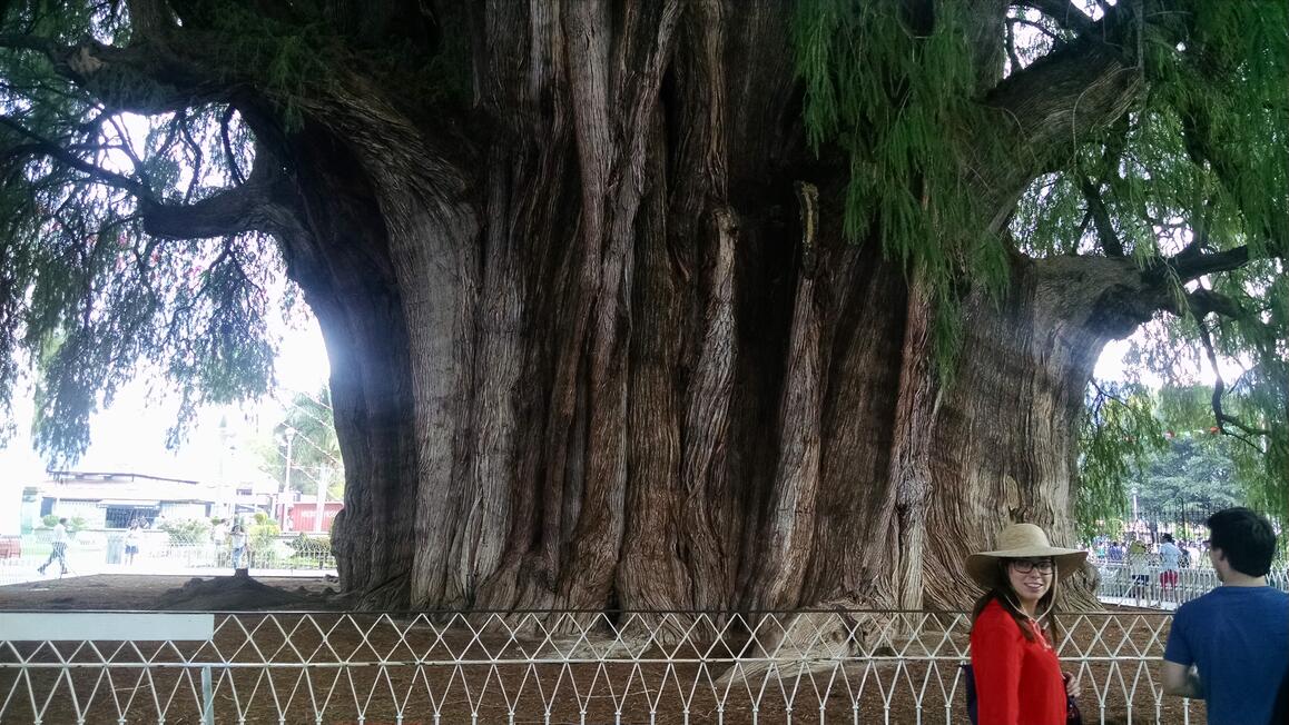 Large Tree Large Tree